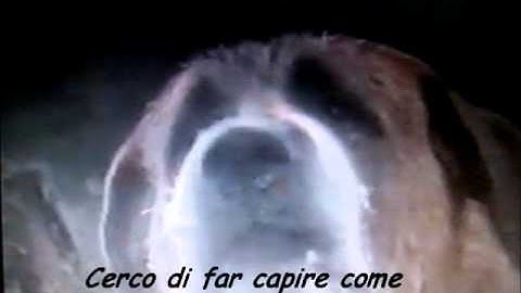 LEGGETE PRIMA!!! Tributo a Cujo -Misunderstood-