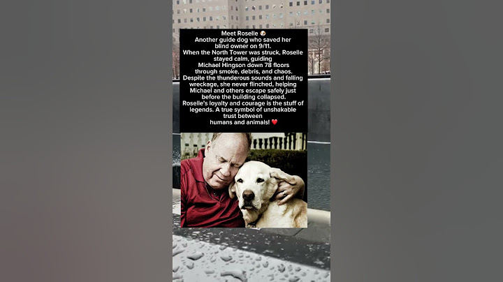 Roselle the Guide Dog Led Her Blind Owner Down 78 Floors on 9/11 🐕‍🦺🔥 #Hero #dog #animals