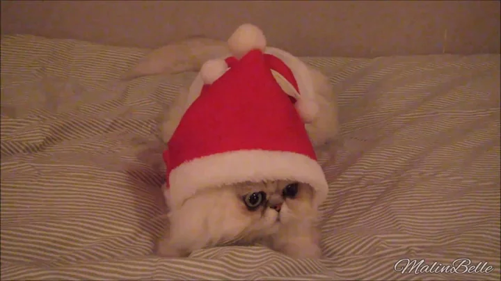 Video 563881: persian cat shaded silver