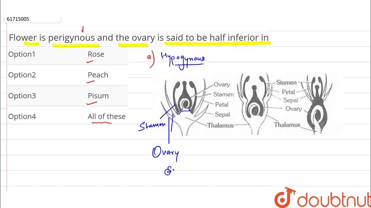 Flower is perigynous and the ovary is said to be half inferior in YouTube