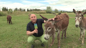 Молоко ослиное