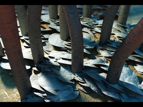 Перхоть-Причины Появления и Лечение