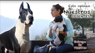Winkler Gran Danes Tristan D´ Saint Morgan