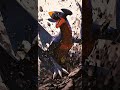 ¿La Línea De Sangre De Mi Garchomp Es Débil ¿Qué Tiene Que Ver Eso Con Mi Garchomp 41 50
