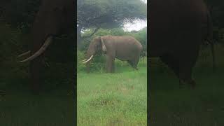 African Elephant Video Clip | Wild life Jungle videos #shorts #shortvideo