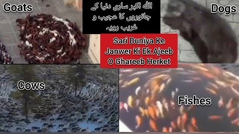 World Animals Doing Strange Things | World Animal | Goat Flock Routing Circles In China, Latest News