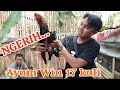 NGERI AYAM BANGKOK WIN 17 KALI ( PETARUNG WAJIB NONTON ) Konten hiburan