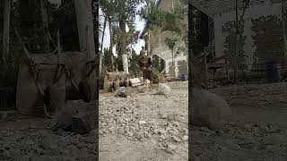 Semangat Pejuang Keluarga shorts short cover