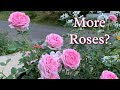 Winter rose cuttings  flower patch farmhouse