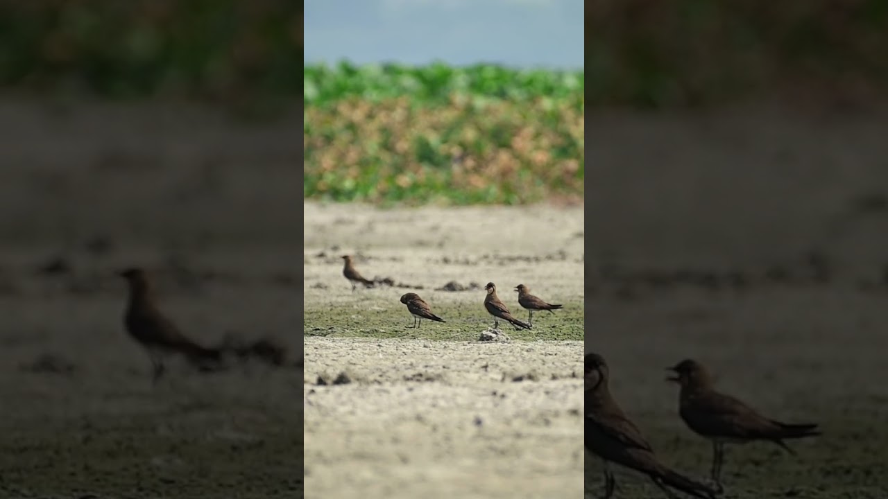 Oriental Pratincole 