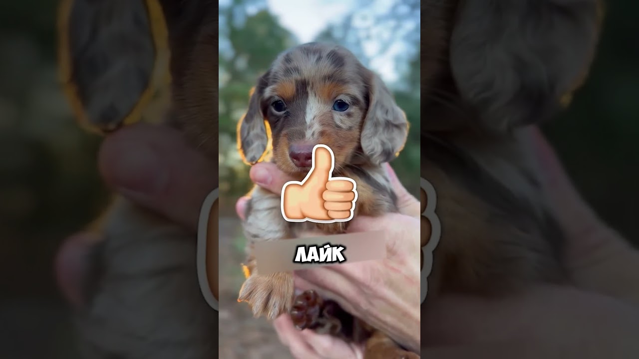 У этой горки есть мрачная тайна! 💀😨 