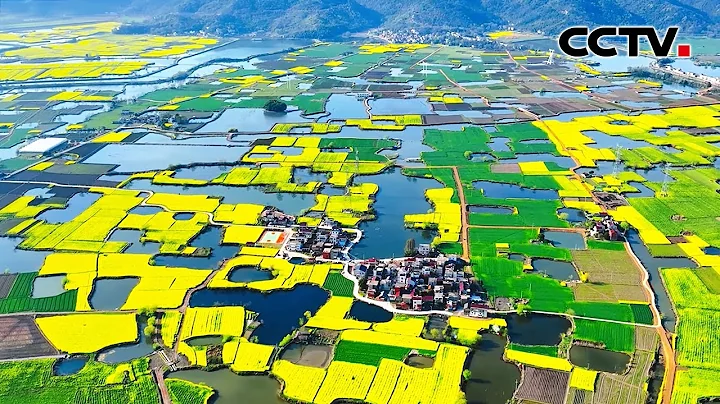 【4K】打開了春天的調色盤，安徽油菜花開成一片金色海洋 | CCTV - 天天要聞