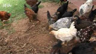 FIPS TERMITE.wmv
