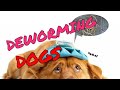 DEWORMING DOGS|bakit nag pupulga? Ano ang importance|vetlai