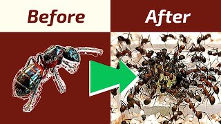 Exploding Ant Population - Raise A Carpenter Ant Mega Colony