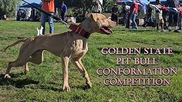 Golden State Pit Bull Conformation Competition