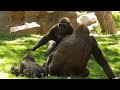 Cute Gorillas San Francisco Zoo