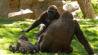 Cute Gorillas San Francisco Zoo by Discovery Animals 2,834 views 2 years ago 2 minutes, 10 seconds