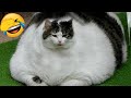 Funniest animals 2023  new funny cats and dogs  part 18