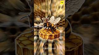 What Happens After A Queen Bee Dies?