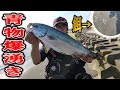 [房総サーフ]初夏の訪れ！イワシ大量接岸で青物爆湧きお祭り騒ぎに!!