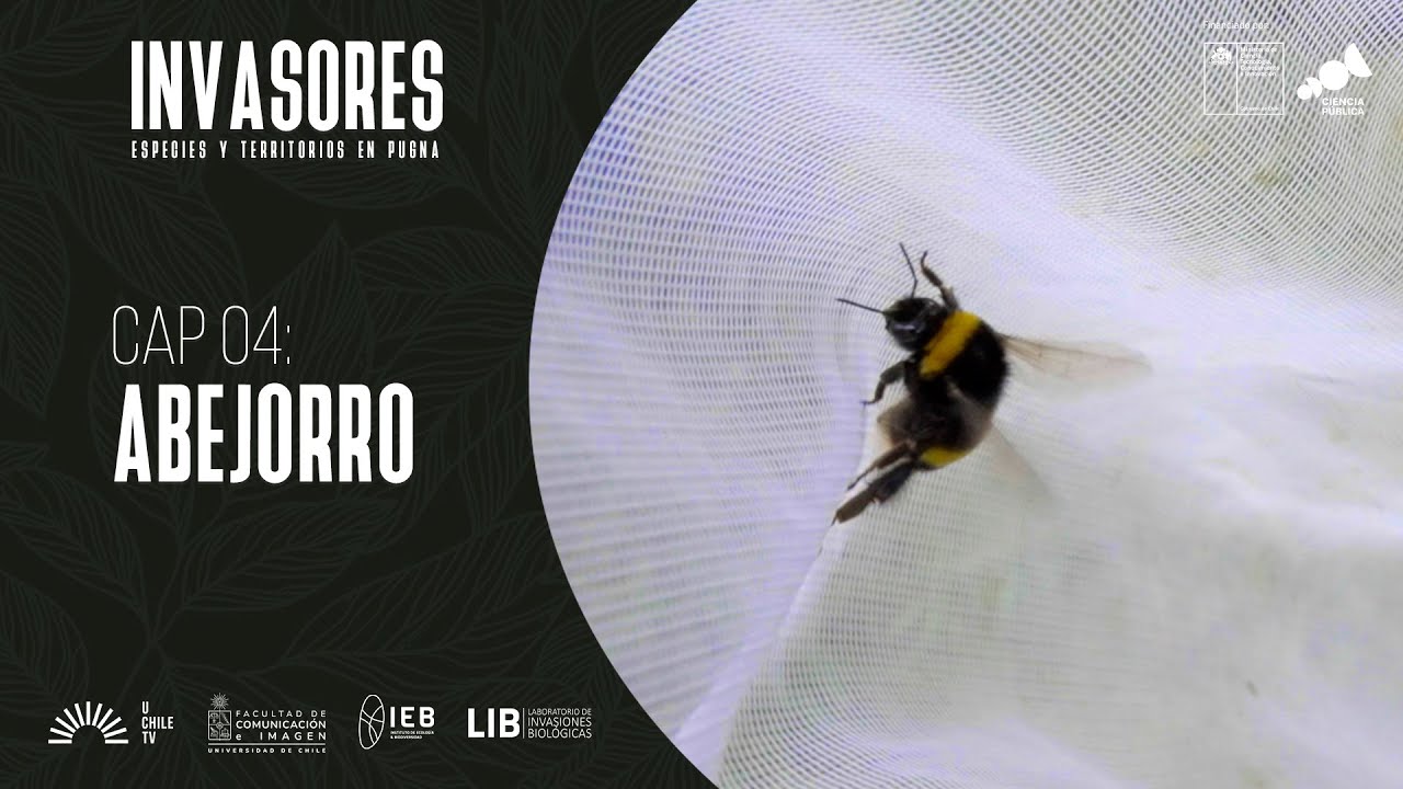 El Desconcierto | https://www.youtube.com/embed/pAMC2bmWH5k&ab_channel=UChileTV