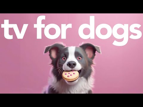 TV For Dogs | Exciting Forest Walking Video for Dogs to Watch!