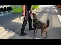 How Lane County's only bomb dog helps keep major events safe