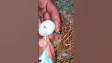 كبس بيض الحمام Pigeons 