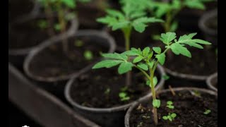 Tomato Transplantation-Lava Flow, Black Oxheart & Ozark Pink-SE5-Project Food Garden