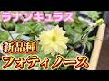 新品種フォティノース【ランドセルシリーズ】【ラナンキュラスラックス】【園芸のぶチャンネル】