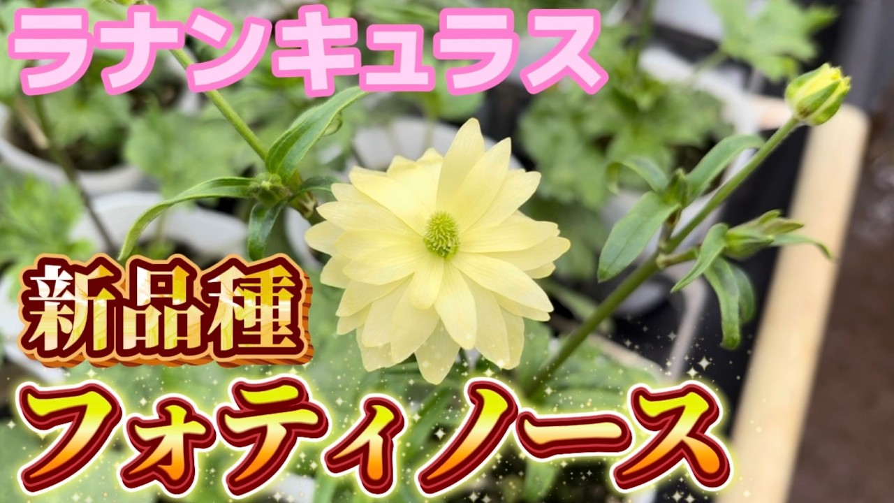新品種フォティノース【ランドセルシリーズ】【ラナンキュラスラックス】【園芸のぶチャンネル】