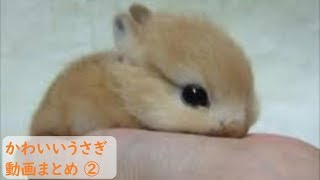 面白 うさぎ おもしろうさぎ動画 まとめ 2 かわいい Youtube