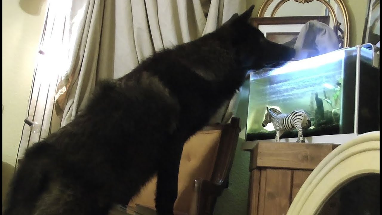 Lorne the Wolf gets into some trouble!