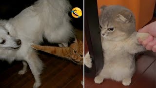 Cute & Funny Cats And Dogs  Compilations 😹 #7 - Most Viral Funny Animal Videos Of 2022 by Tiny Funny Paws 1,869 views 1 year ago 12 minutes, 30 seconds