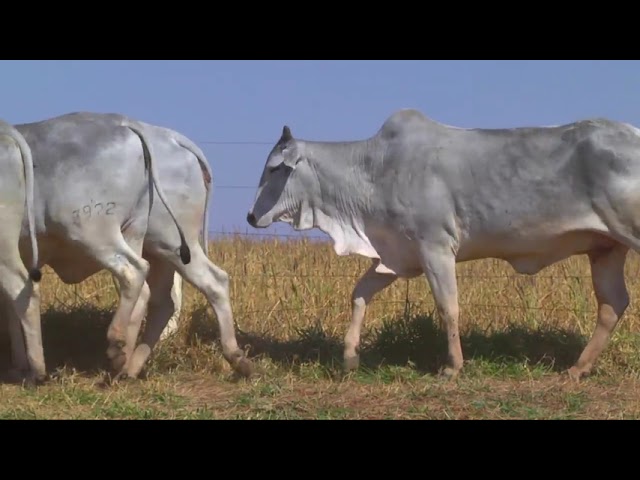 LOTE 04   11048 11123 11894 11921 mp4