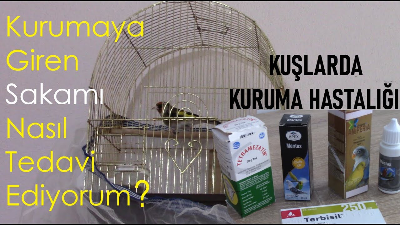 Kuşlarda Kuruma Hastalığı | Belirtileri ve Tedavisi | Kurumaya Giren Saka Kuşumu Tedaviye Aldım -1