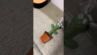 Why Is This Guy Is Beating A Cactus Toy With A Belt
