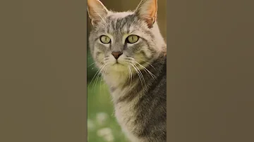 صوت قطة صوت قطط قطط اصوات قط اصوات قطط 