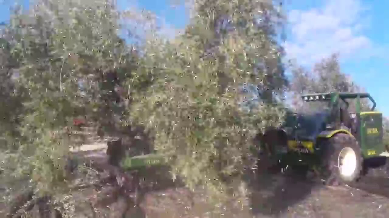 BUGGIES SICMA SPEEDY125 Y SICMA F3140 PLUS