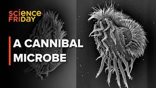 Swords, cannibalism, poison: inside the world of killer microbes