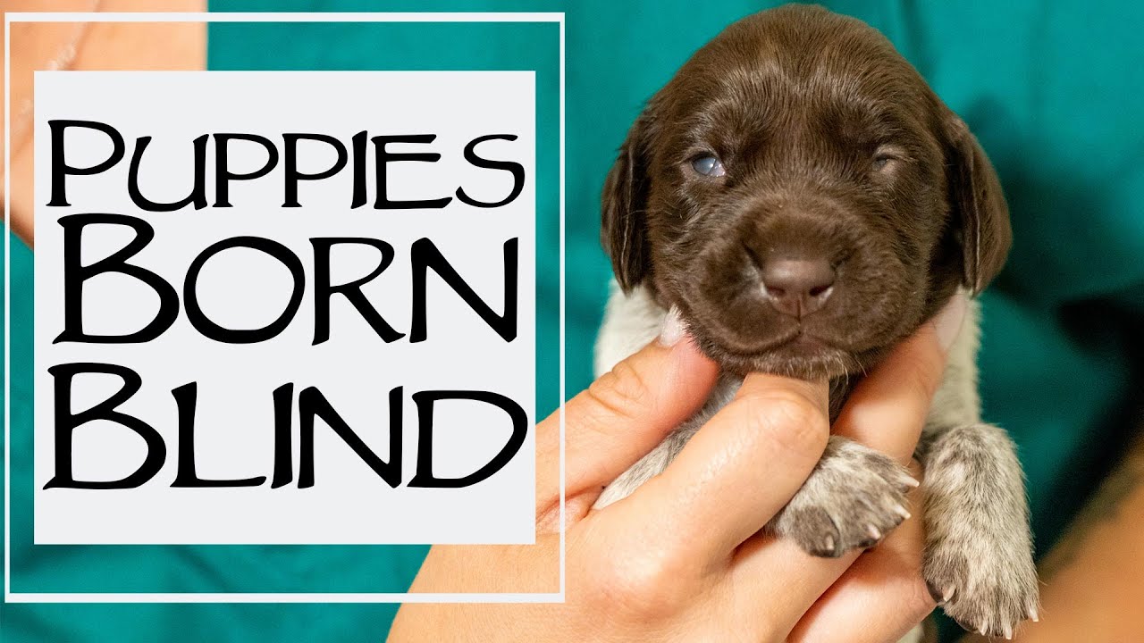How To Pick A Puppy From A Litter At 2 Weeks