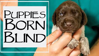 How to care for a large litter of puppies - 2 week old puppies