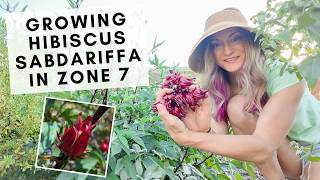 Growing Roselle Hibiscus (Sabdariffa) in grow zone 7, my experience \u0026 tips for success!