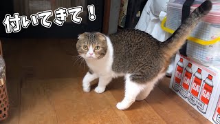 ママの実家を冒険する猫について行ってみたら面白すぎましたw