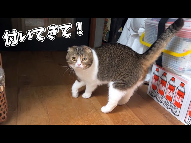 ママの実家を冒険する猫の後ろをついて行ってみたら可愛すぎた！