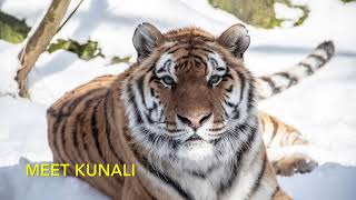 Amur tiger, snow leopard, lynx — The Alaska Zoo