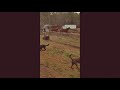 Slow mo horses and dogs