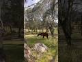 As seen on Tik Tok #tiktok #compilation #communication #whisper #fyp #horsebreed