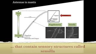 Olfaction in mantis - Part 1 (Structures) Resimi